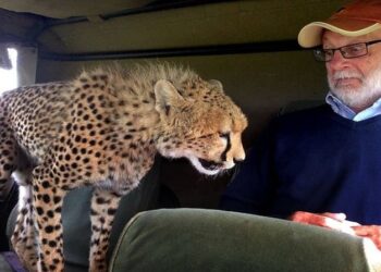 10 Bizarre photos of animals being tired of tourists