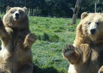 Bears wave at woman during a safari