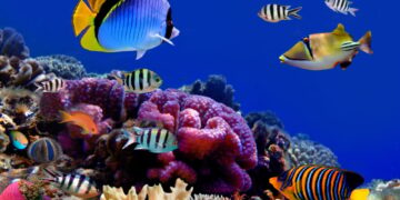 The passengers who were caught trying to trick airlines